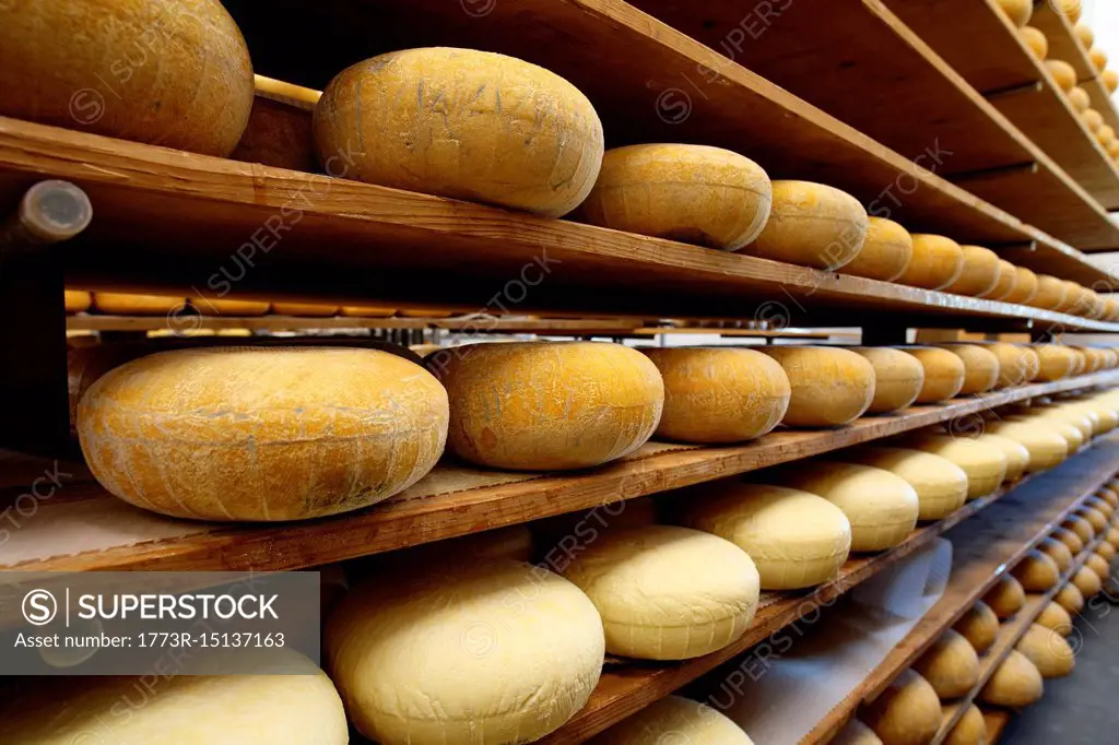Ageing room where hard cheeses are stored to mature