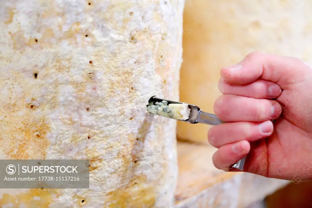 Cheese maker coring a stilton to check mould formation, close up of hand
