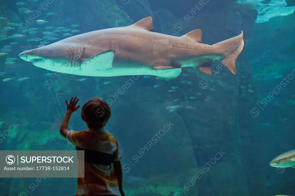 Boy admiring shark in aquarium