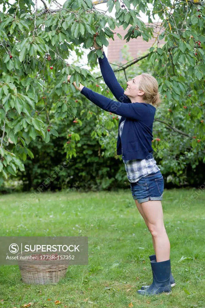 Woman picking cherries in orchard