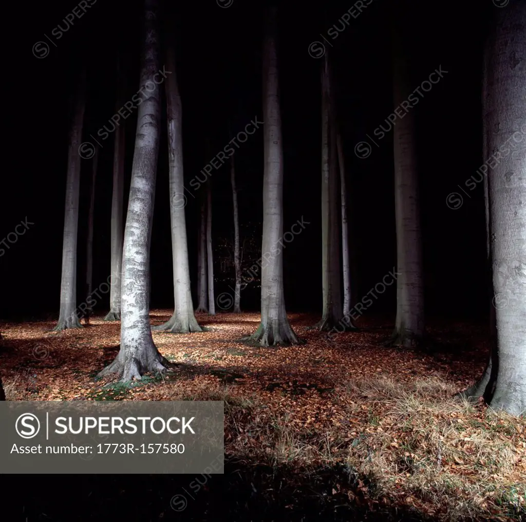 Trees in forest lit up at night
