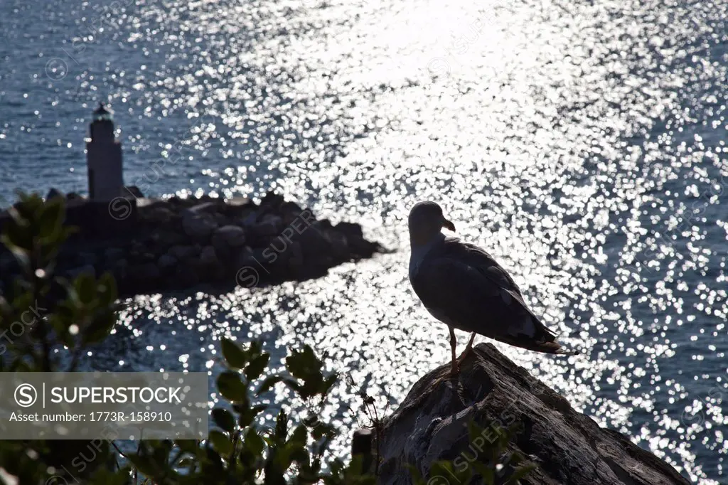 Seagull perched on coastline rock