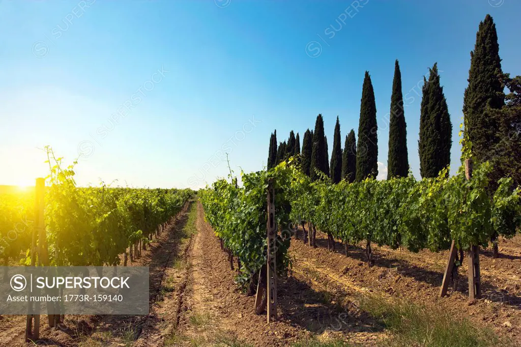 Rows of grapes growing in vineyard