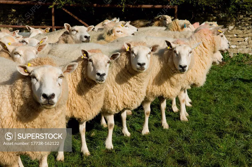 Flock of sheep standing together