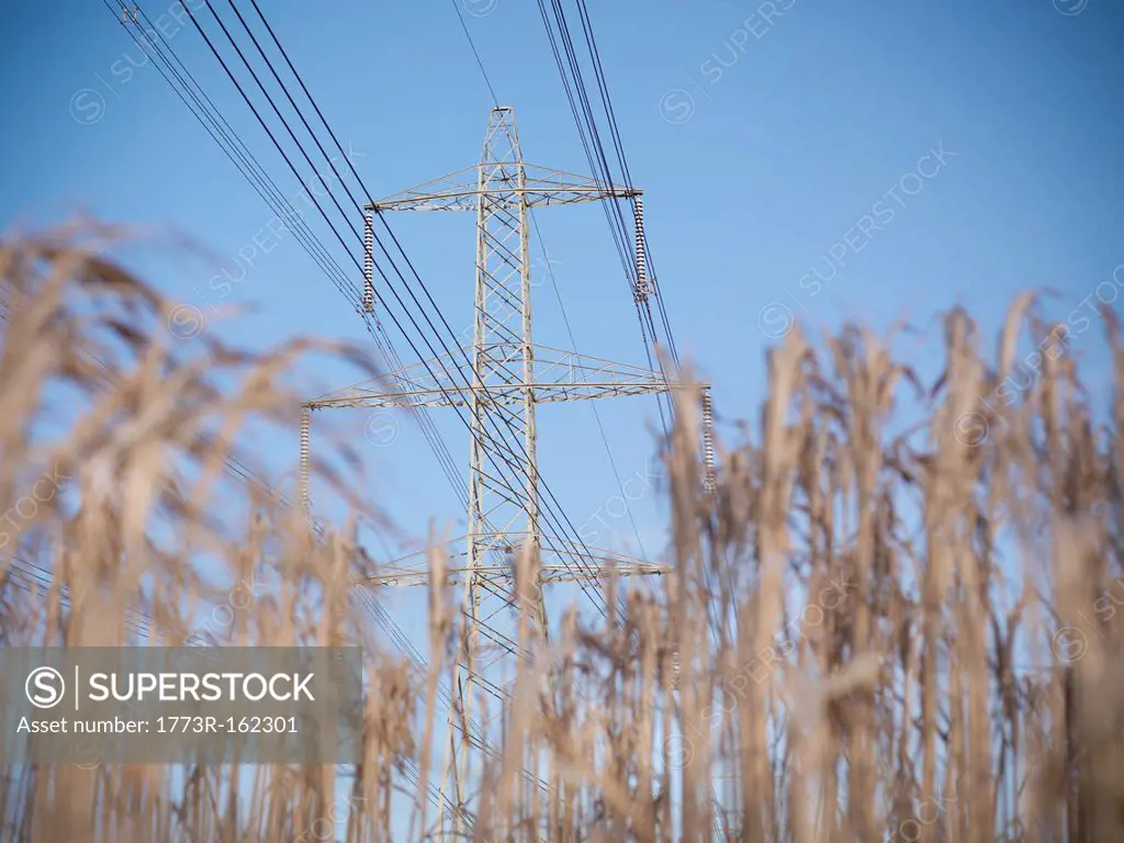 Power lines over field of elephant grass