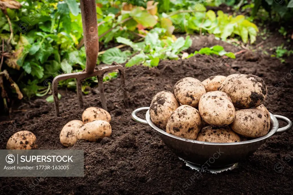 Bowl of unearthed potatoes in garden