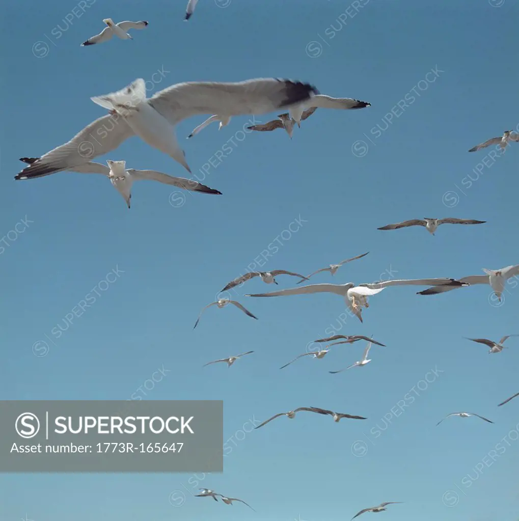 Gulls flying against blue sky