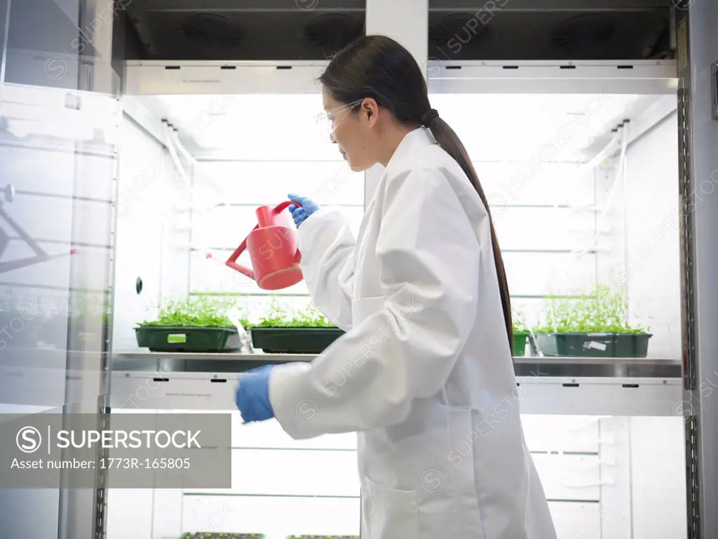 Scientist watering plants in container