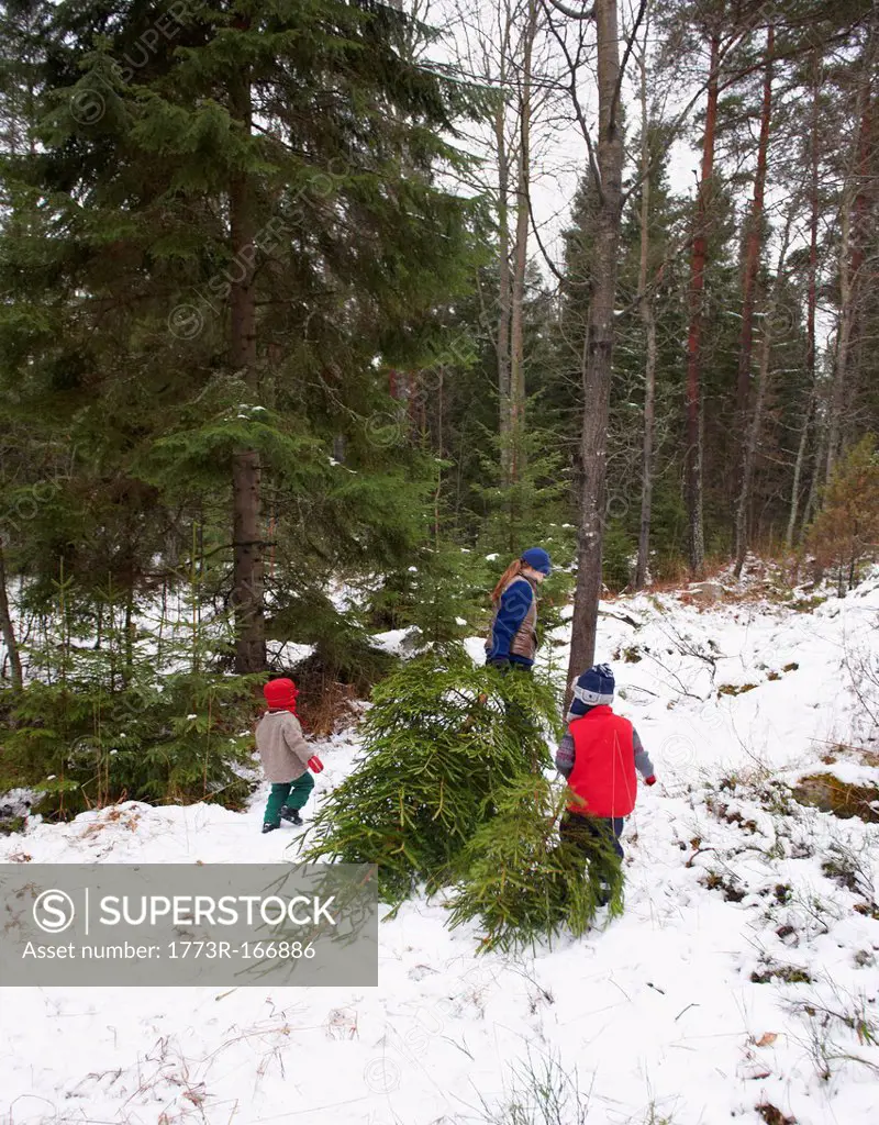 Family dragging Christmas tree in forest