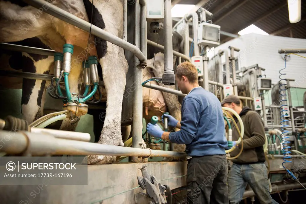 Farmer hooking cows to milking machine