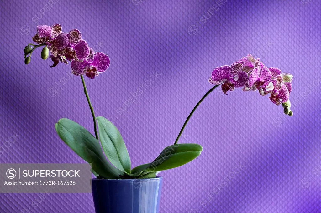 Potted orchid flower indoors
