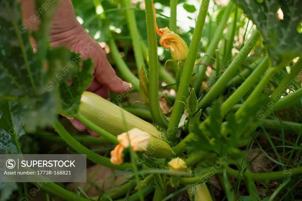 Hand examining vegetable in garden