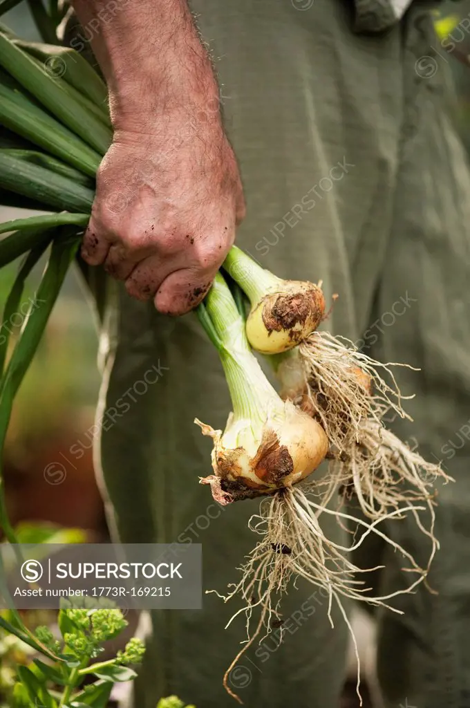 Man holding fresh picked onions