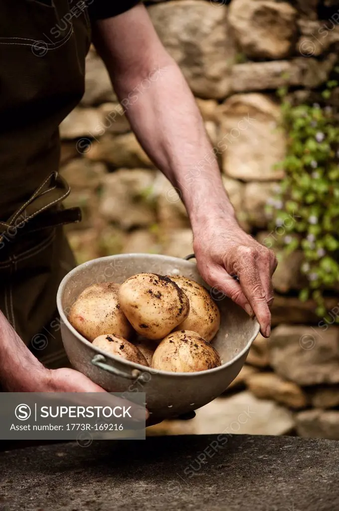 Man with bowl of fresh picked potatoes