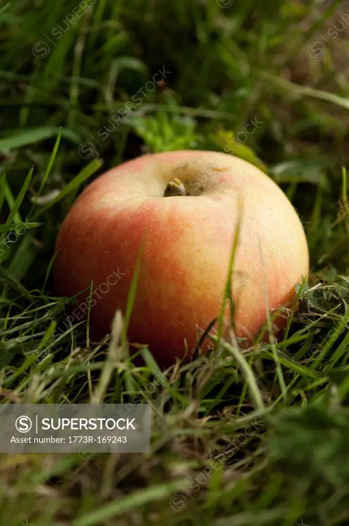 Close up of apple in grass