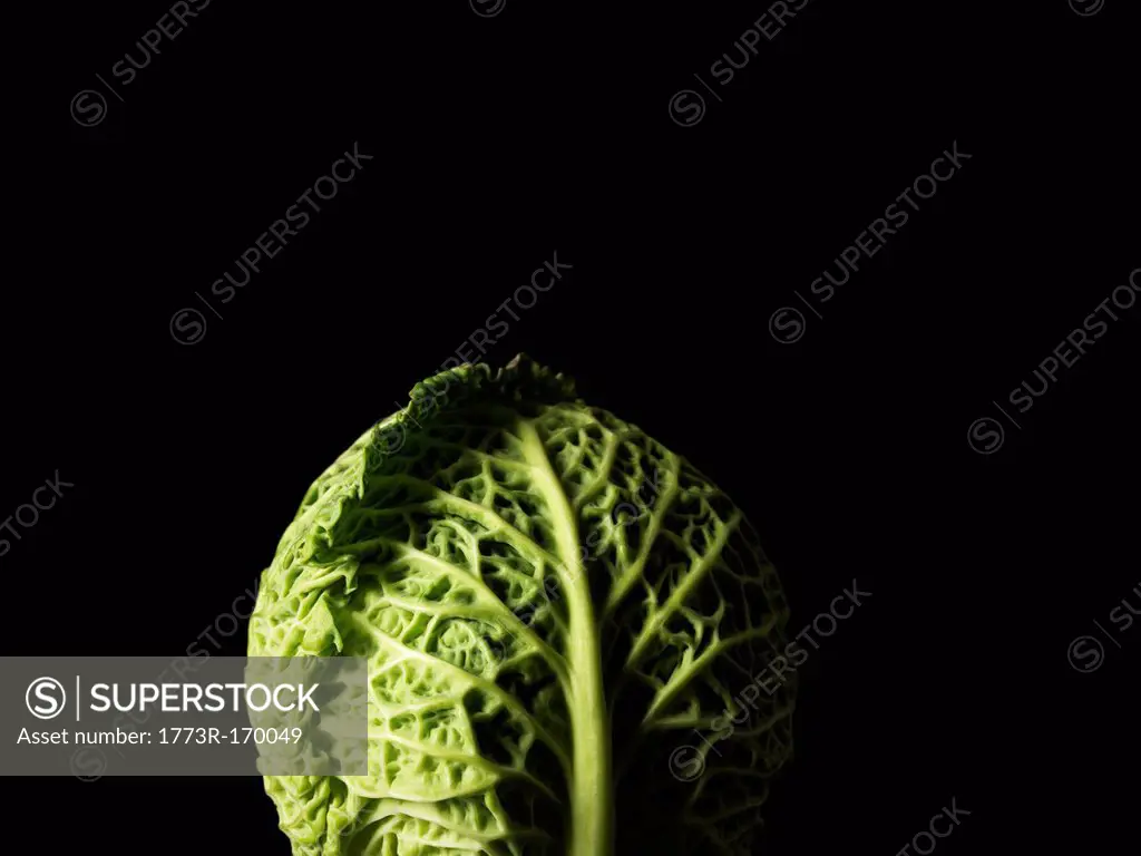 Close up of head of cabbage