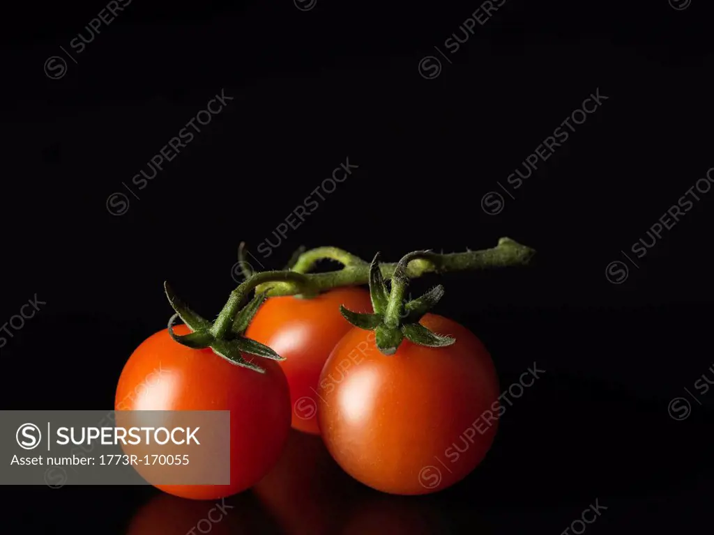 Close up of tomatoes on vine