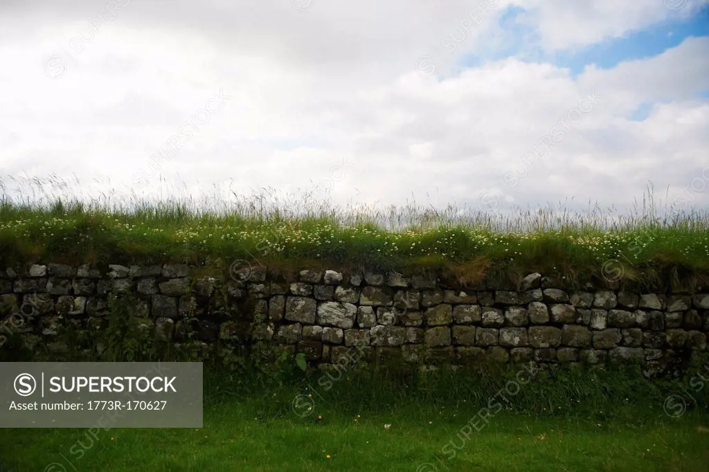 Grass growing on rural stone wall