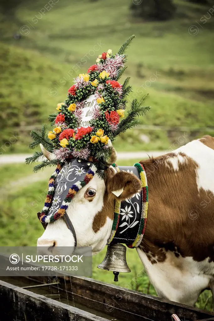 Cow wearing headdress in grassy field