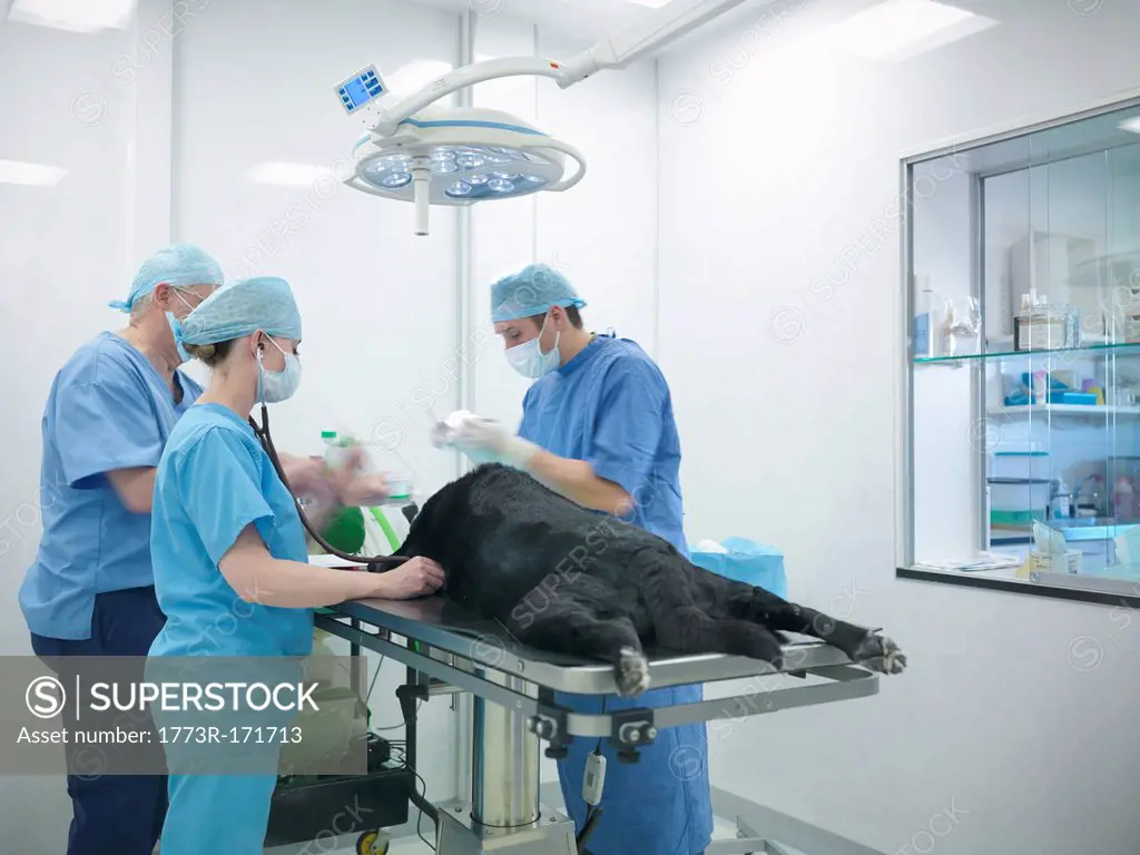 Veterinarians operating on dog