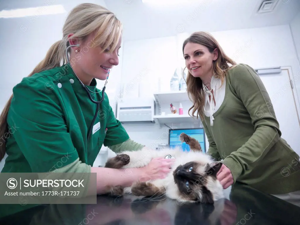 Veterinary nurse examining cat
