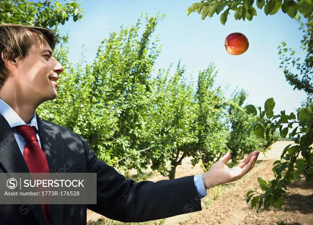 Man catching falling apple in orchard
