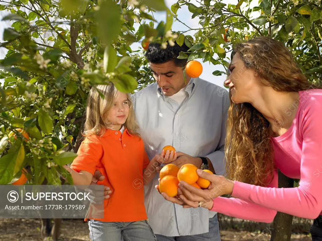 Young girl 5-7 picking oranges with mother and father in orchard, Alicante, Spain,