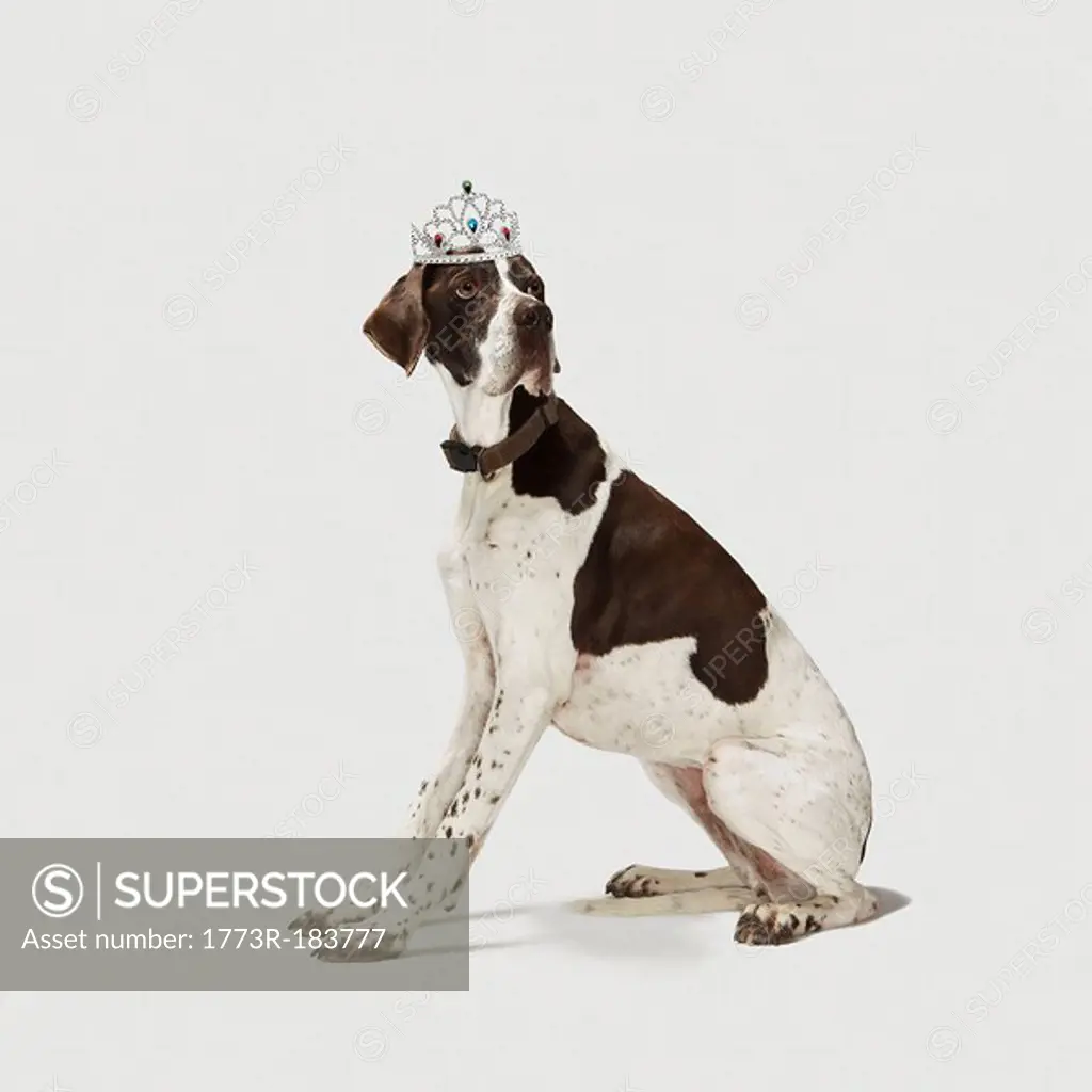 Dog sitting with a tiara on head