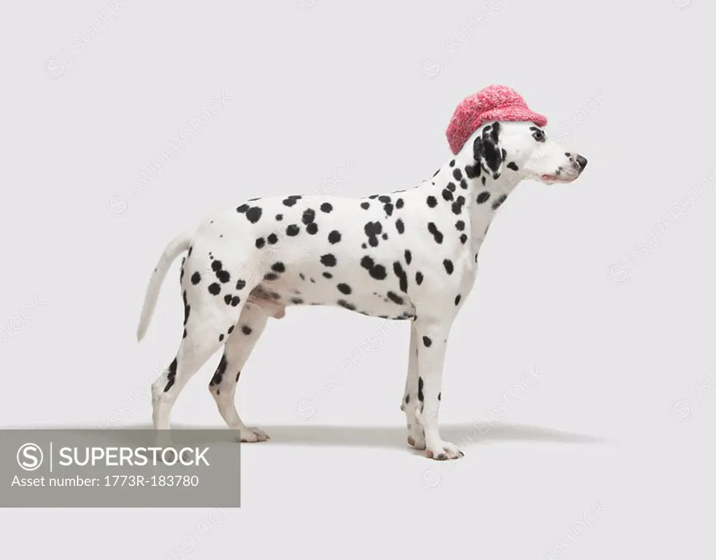 Dog wearing a hat