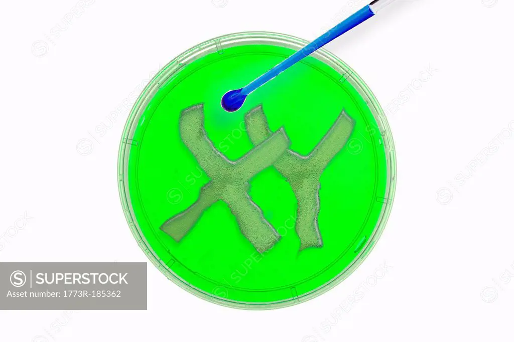 XY in petri dish in lab