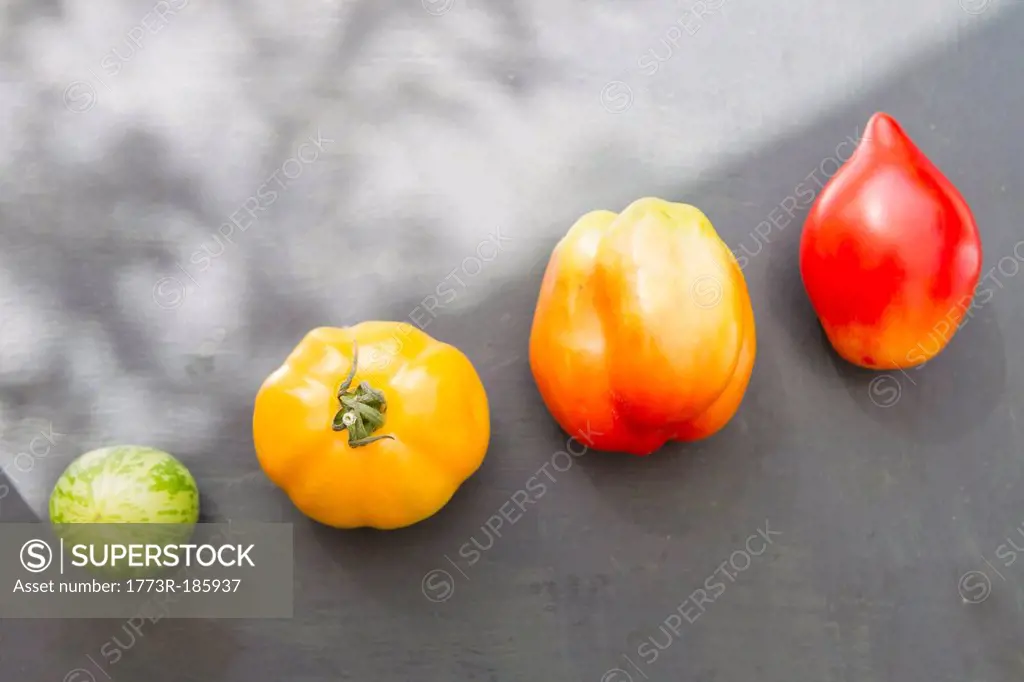 Colorful varieties of tomato