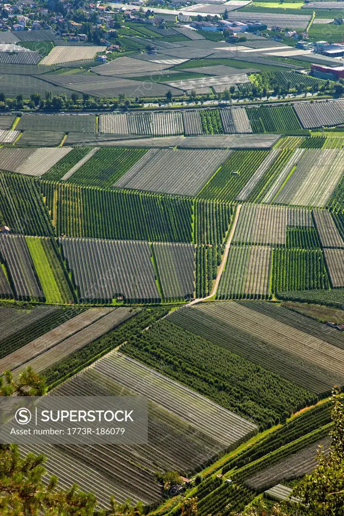 Aerial view of crop fields