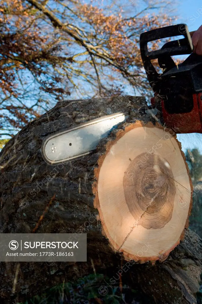 Close up of chainsaw cutting log