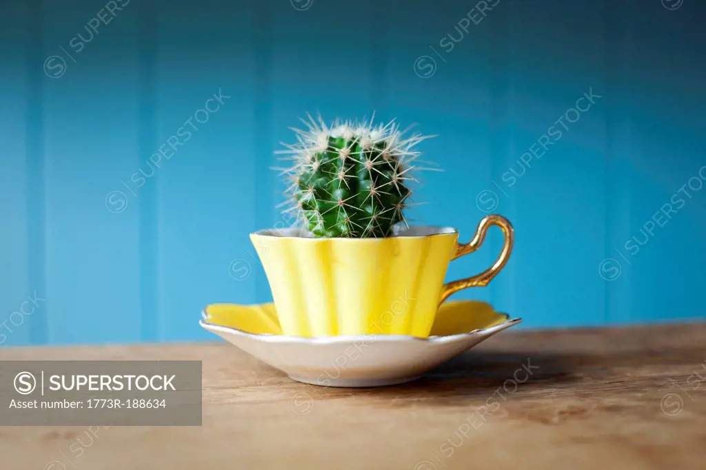 Cactus growing in teacup on desk