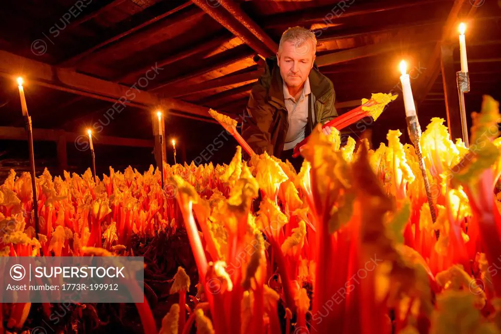 Farmer picking rhubarb in candlelit barn