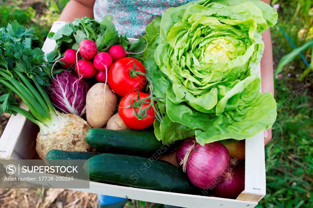 Woman holding box of fresh vegetables in allotment