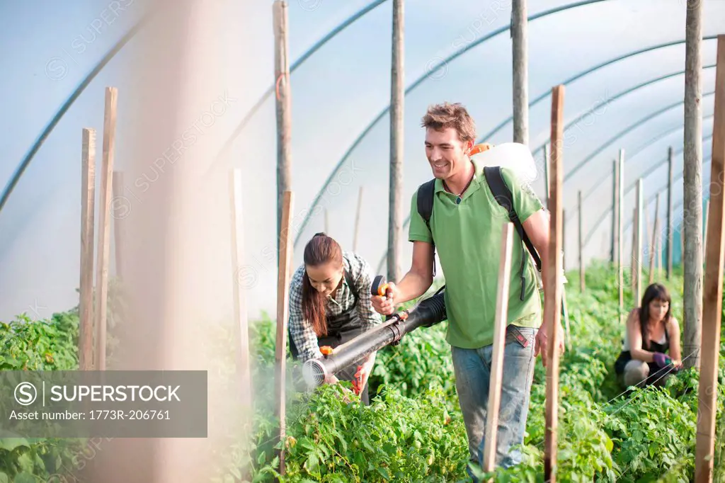 People working at vegetable farm