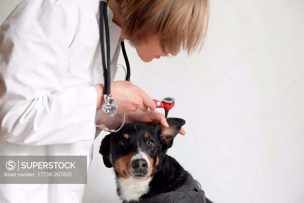 Female veterinarian examining dogs ear