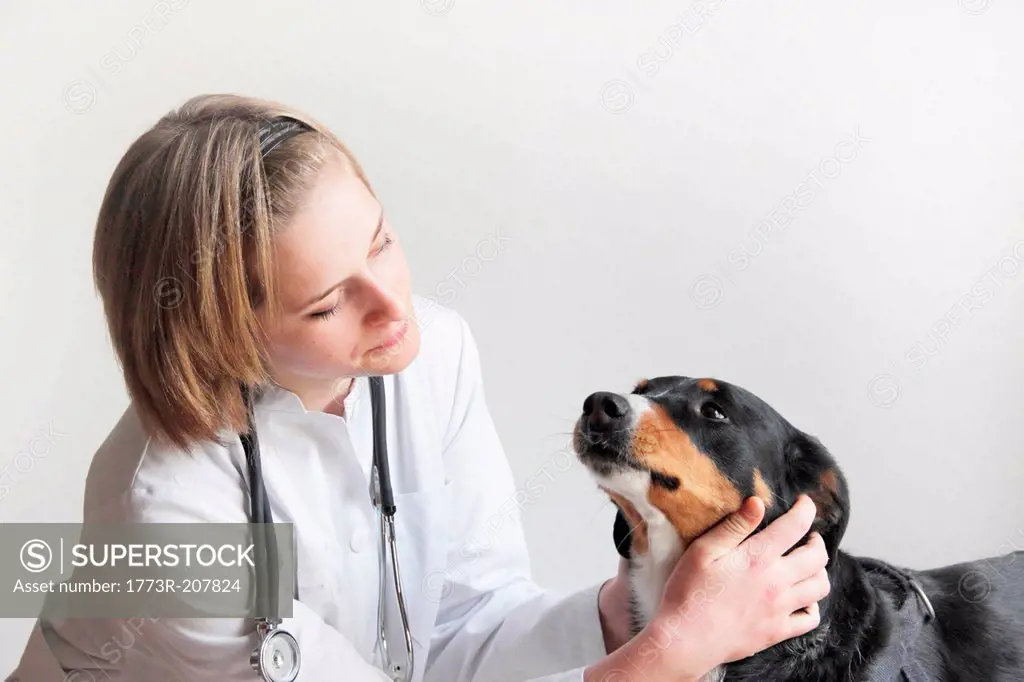 Female veterinarian examining dogs face