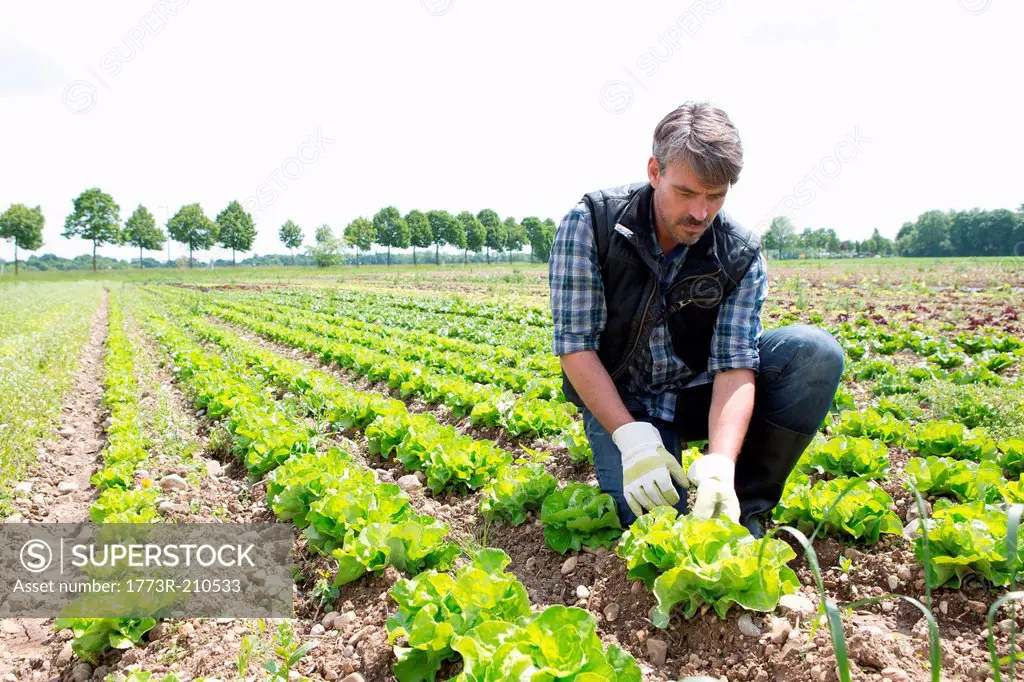 Organic farmer harvesting lettuce