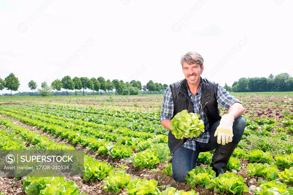 Portrait of organic farmer harvesting lettuce