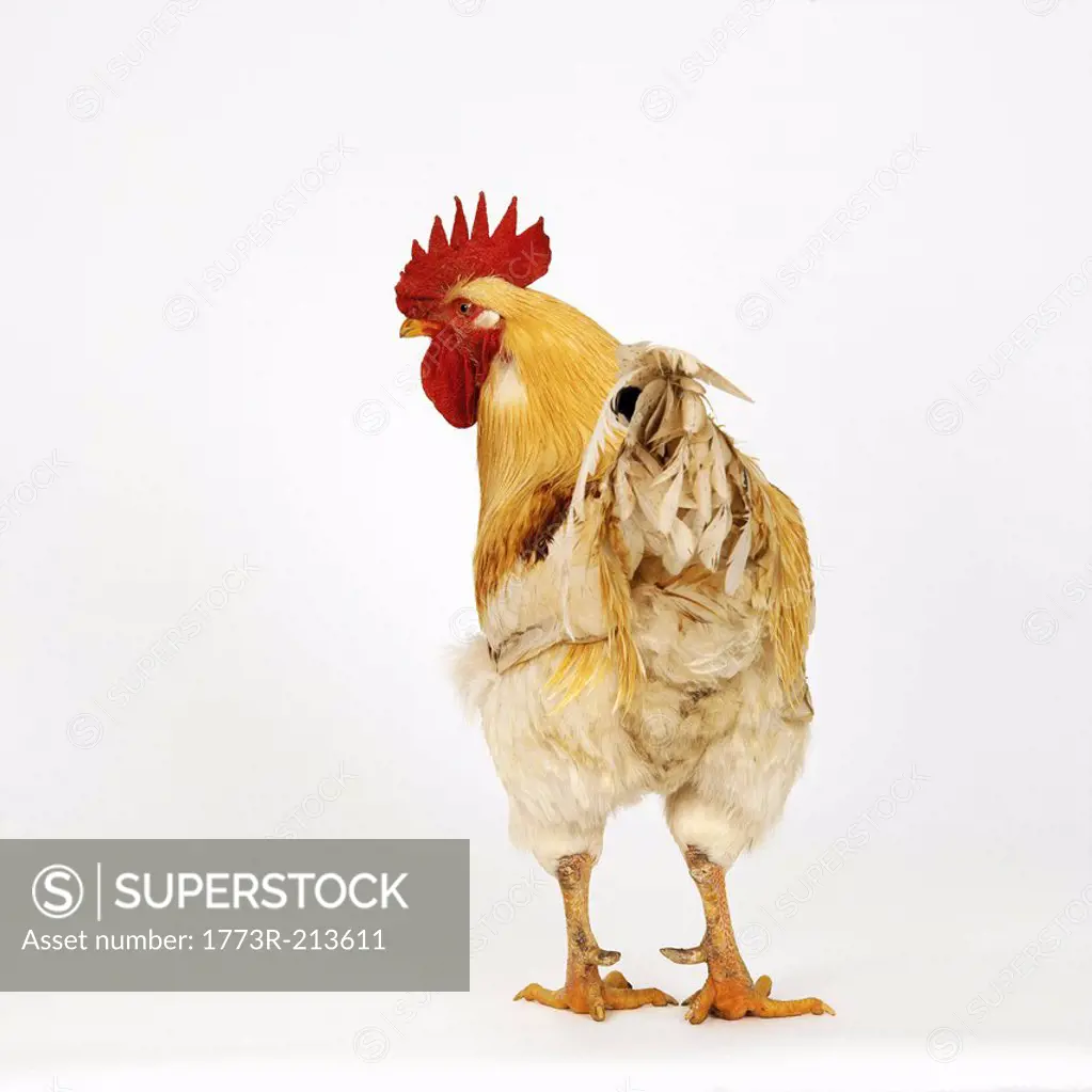 Cockerel