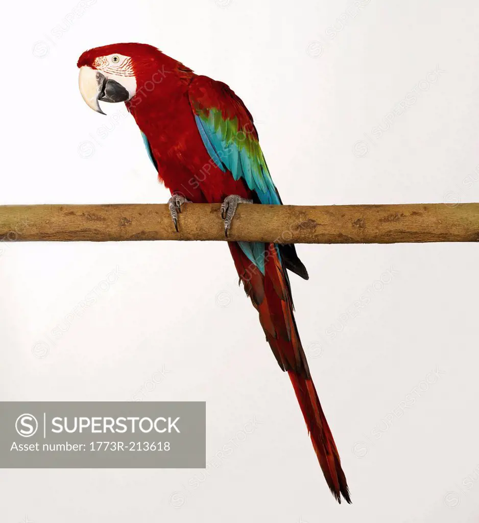 Green Wing Macaw on perch