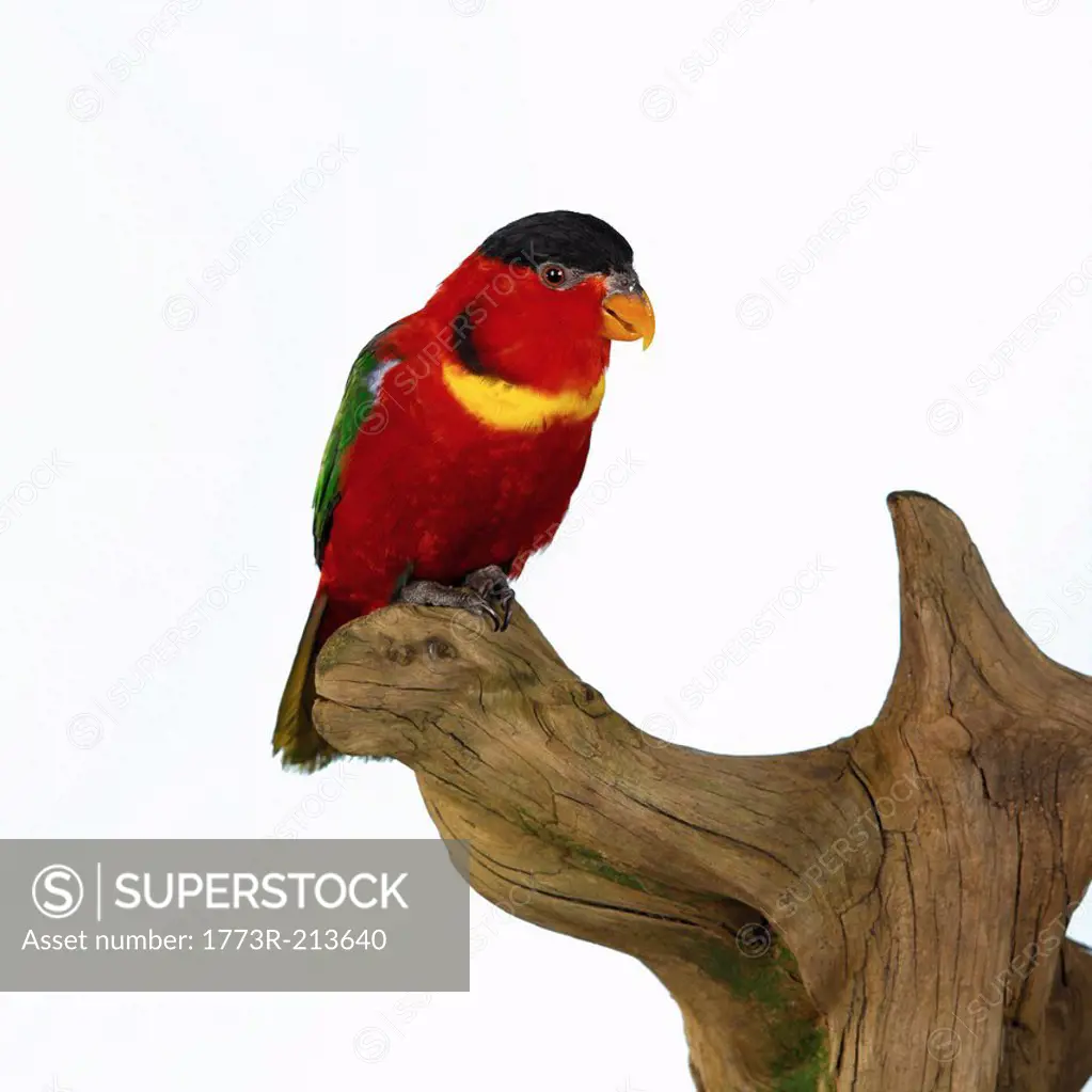 Yellow Bibbed Lory on wooden sculpture