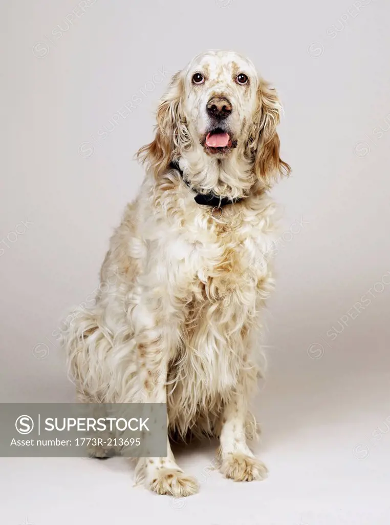 English Setter with mouth open