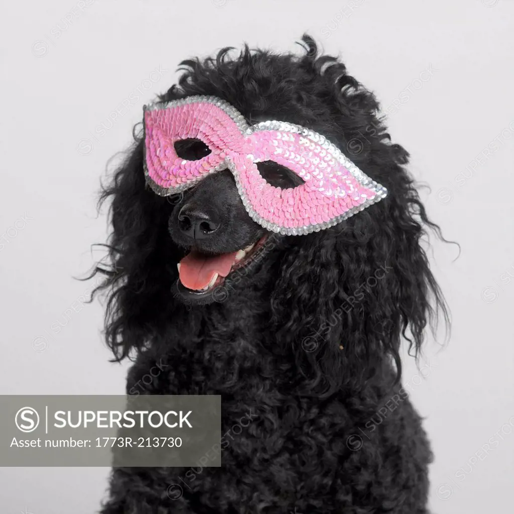 Black MIniature Poodle wearing pink mask