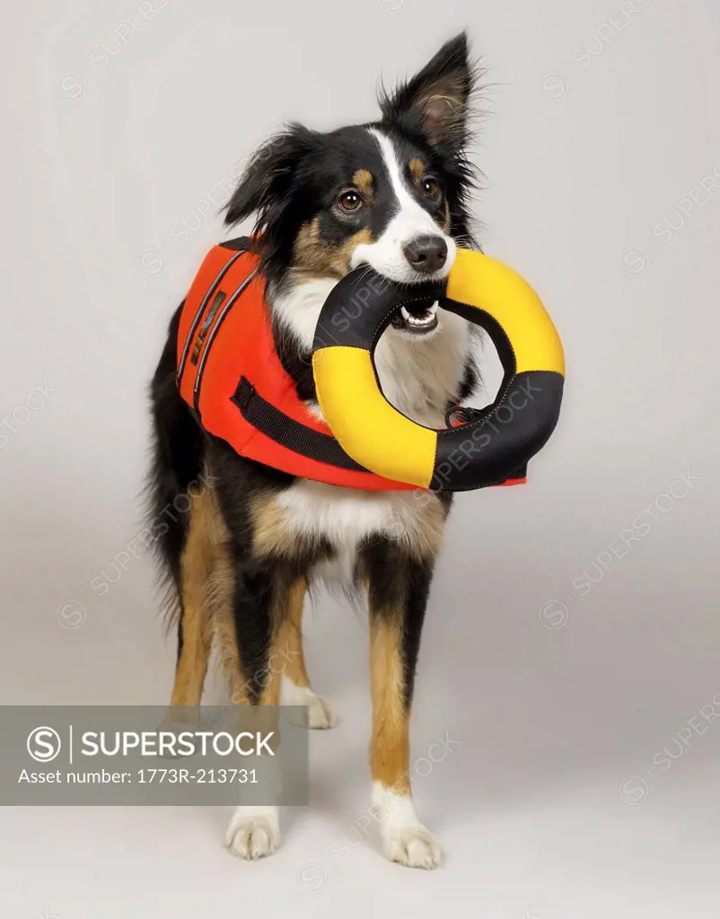 Border Collie with lifebuoy in mouth