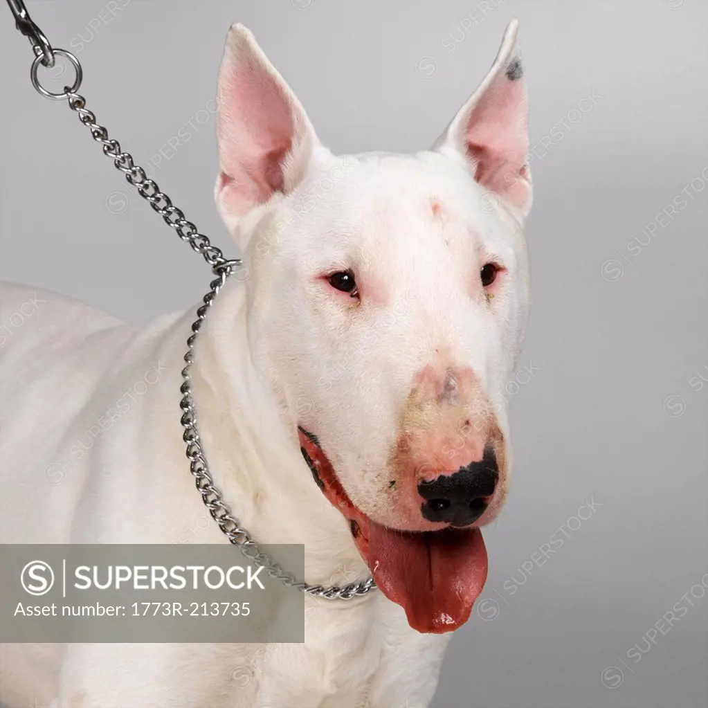 English Bull Terrier on leash