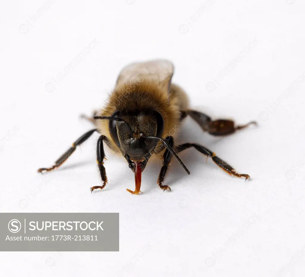 Honey bee with tongue out