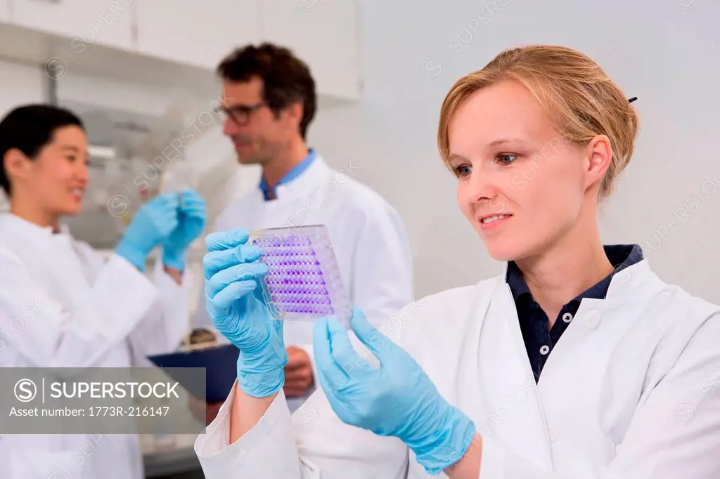Scientist with 96-well microtiter plate with crystal violet solution to examine toxicity